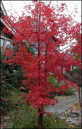 Paperbark Maple