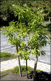 Sourwood