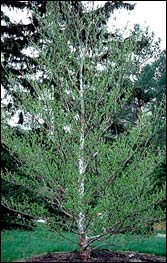 Japanese Stewartia