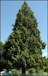 Western Red Cedar