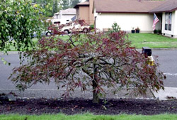 Japanese Maple after pruning