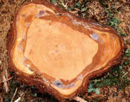 Dark, stained areas indicate presence of laminated root rot