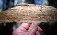 Wood delaminating, pitting and red setal hyphae