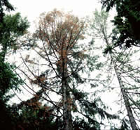 Dying trees with thinning foliage in crowns