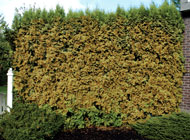 Arborvitae hedge with severe mite infestation