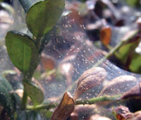 Two-spotted mite infestation on boxwood