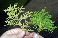 Diseased arborvitae as compared to a healthy plant