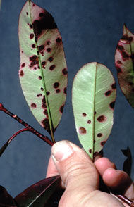 Older necrotic (dead tissue) spots on Photinia have ashen gray centers surrounded by a darker reddish halo