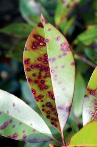 Sunken gray centers are characteristic of the fungal leaf spot infection
