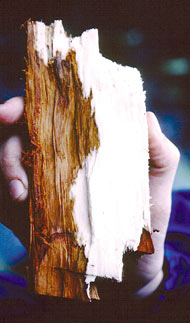 Root infected with Phytophthora root rot -- note sharp line between brown (diseased) and white (healthy) tissue