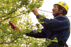 tree being pruned