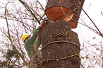 rigging the tree for removal