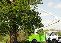 The Riding Whip tree at Geercrest farms is trimmed by Collier Arbor Care arborists. 