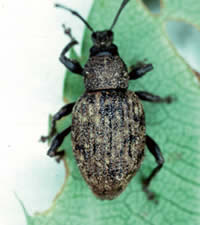 Adult Root Weevil feeding on leaf