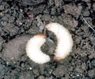 Root Weevil Larvae found in soil