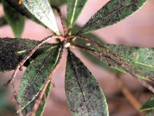 Azalea bark scale