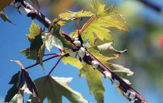 Cottony Maple Scale