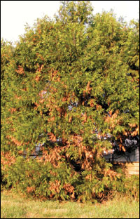 Incense Cedar with Seiridium canker.
