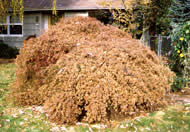 Maple dead from Verticillium wilt.