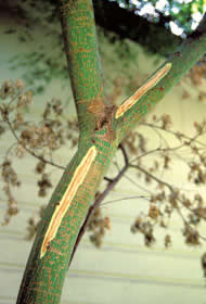 Green staining in sapwood caused by Verticillium wilt.