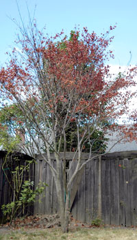 Dead branches on maple caused by verticullium