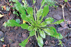 dandelion weed