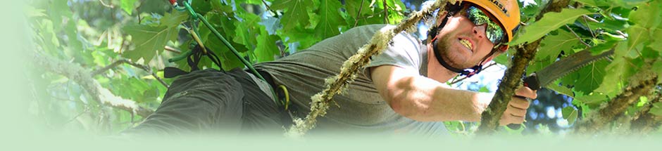 climber in tree to prune