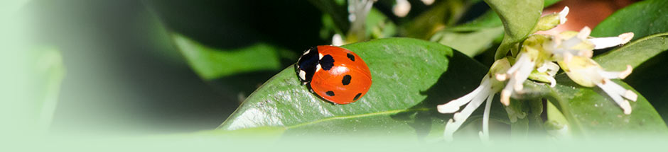 close up of lady bug on leaf