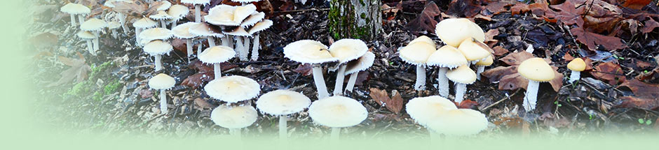 beneficial mushrooms