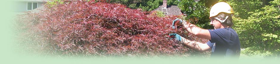 japanese maple being pruned